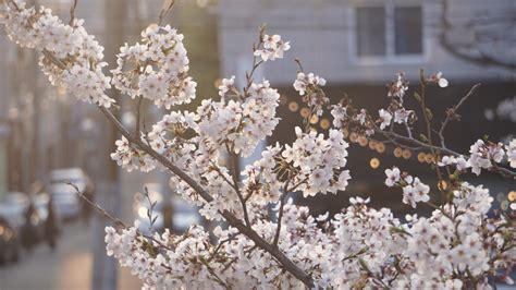 Cherry blossoms in Daegu, South Korea. Sony a6000 55-210mm OSS, f5.6, ISO 200, 106mm, 1/100s : r ...