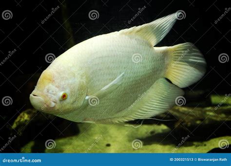 Albino Giant Gourami Close Up Detail Photo Giant Gourami in Aquarium ...