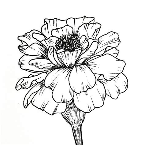 Marigold Flower Drawing Step By Step, How To Draw A Daisy Flower Archives How To Draw Step By ...