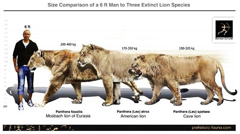 Cave Lion Size Comparison