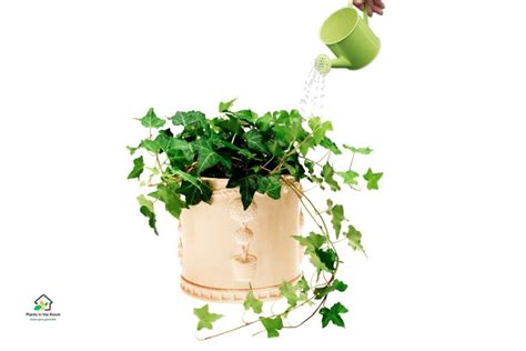 English Ivy Care Essentials: Boost Your Plant's Health - Plants in the Room