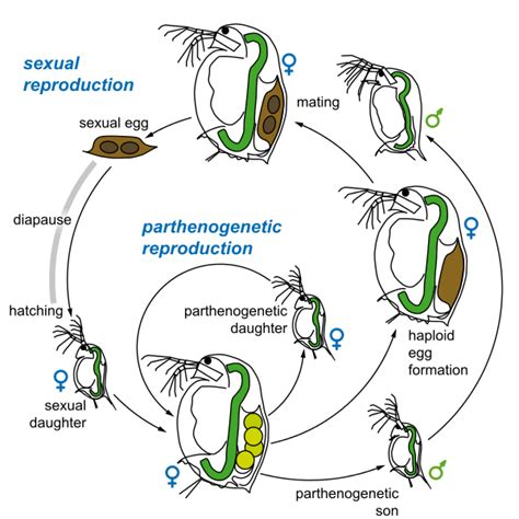 Difference Between Parthenogenesis and Hermaphroditism - Pediaa.Com