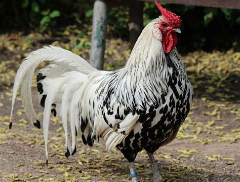 Top 13 best and most productive egg laying chicken breeds