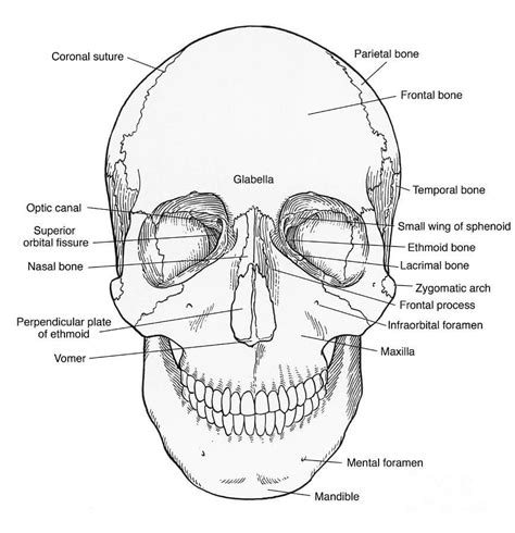 Skull Anatomy Coloring Pages – Printable Coloring Pages