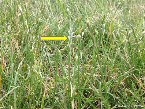 Perennial ryegrass seedheads: Now and Later | Purdue University Turfgrass Science at Purdue ...