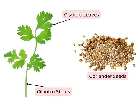 Coriander vs Cilantro: What are the Differences and similarities?