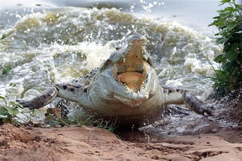 Orinoco Crocodile Protecting Nest Photograph by M. Watson