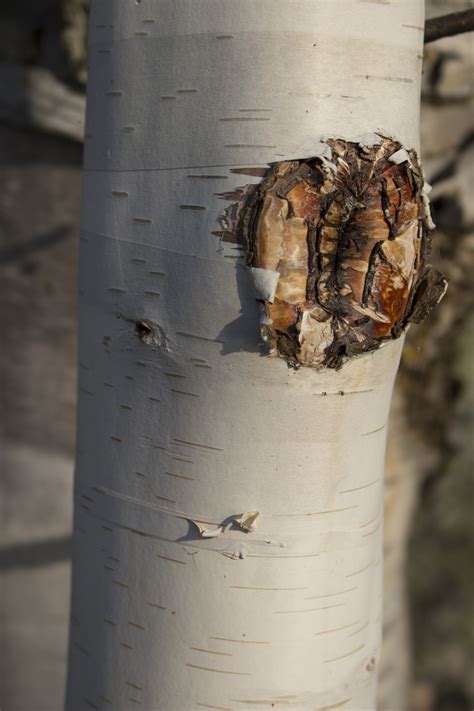 White Birch Bark Tree Free Stock Photo - Public Domain Pictures