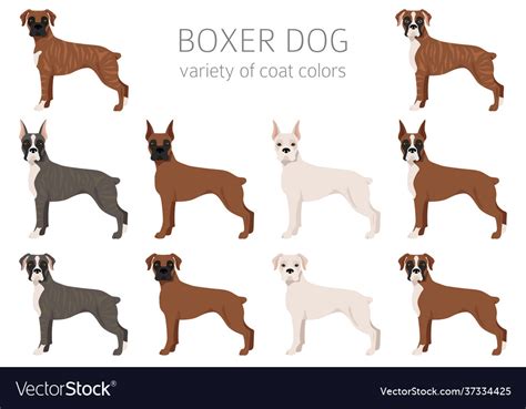 Boxer dog clipart different poses coat colors set Vector Image