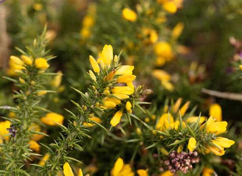 Gorse - planting, pruning, and care