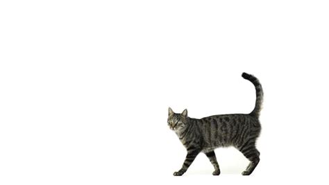 slow motion cat running Stock Footage Video (100% Royalty-free) 4094062 ...