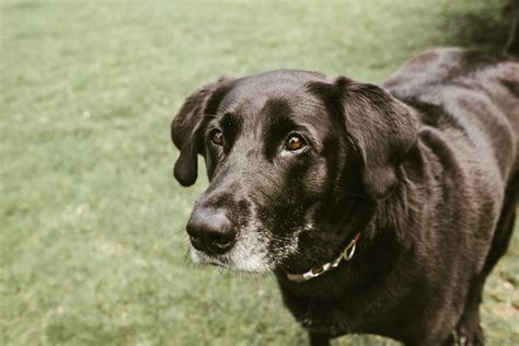 Part 1: Caring for an Aging Dog | Ironhorse Vetcare