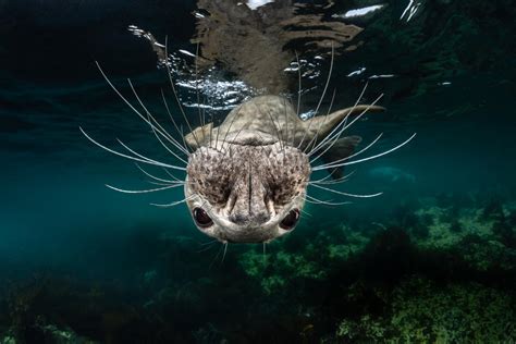 Sea life photography: Best underwater pictures from Ocean Art 2018 competition showcase the ...