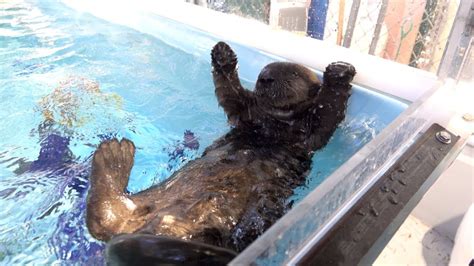 Sea Otter Pup Learns To Swim