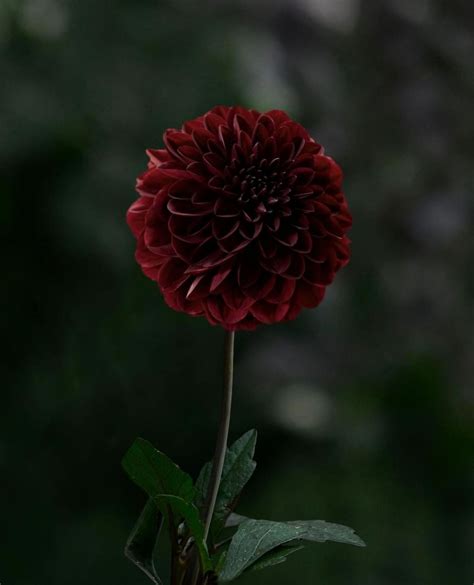 Charming Black Dahlia Bouquet – Bouquetpedia