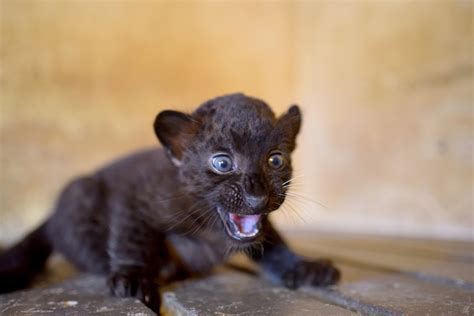 Italian zoo celebrates the birth of black panther cub — Il Globo