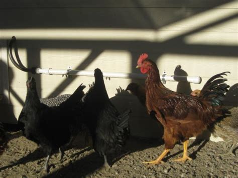 Production Red Rooster??? | BackYard Chickens - Learn How to Raise Chickens