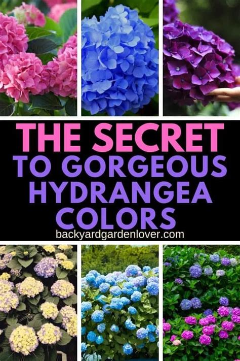 How To Change Hydrangea Colors - Easy Tweak To Get Pink, Blue & Purple ...