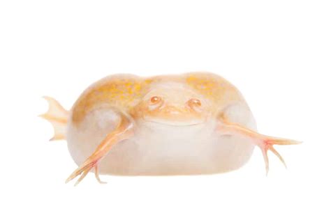 Albino African Clawed Frog Care Sheet: Diet, Habitat & More