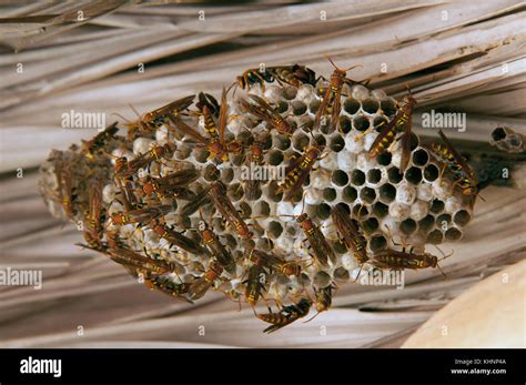 Wasp (Vespidae) group on nest, Ecuador Stock Photo - Alamy