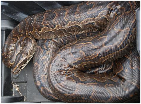 Burmese Python - Everglades CISMA