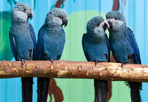 Spix's Macaw, Bird That Inspired 'Rio', Is Now Extinct In The Wild