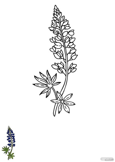 Bluebonnet Flower Coloring Page in JPG, EPS, PDF - Download | Template.net