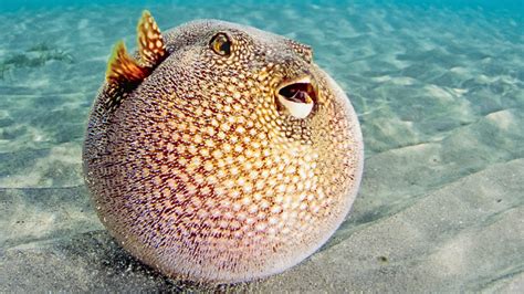 Pufferfish - NadineAlanna