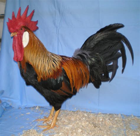 Fancy Chicken Breeds - Poultry Hub Australia