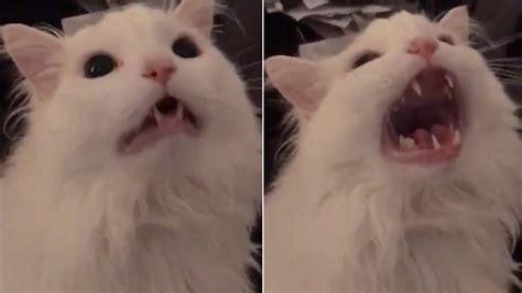 Yelling white cat mp4 [meme base] by LyaiDemon on DeviantArt