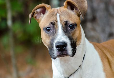 Boxer Mix Breed Adoption Photo Stock Image - Image of county, shepherd: 78378579