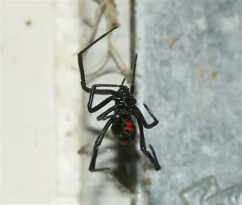 Latrodectus mactans - Facts, Diet, Habitat & Pictures on Animalia.bio