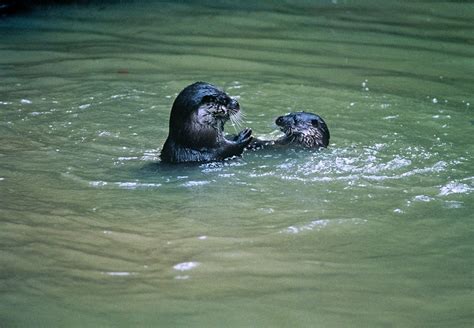 Albino Otter Proves to Be as Adorable as You’d Hope – National Geographic Blog