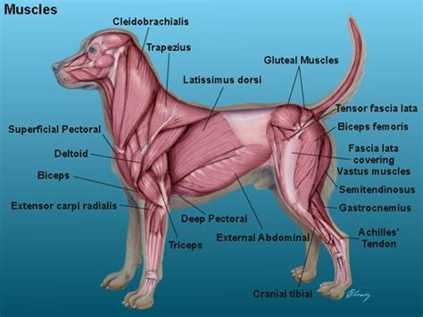 Canine muscles | Cardiff Canine Citizens