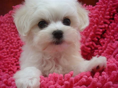 Cute Dogs: Maltese Dogs