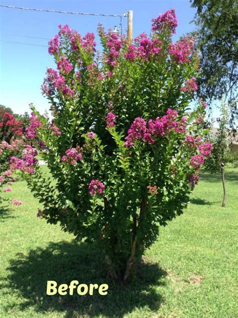 pruning crepe myrtle trees in texas - Anastasia Huntley