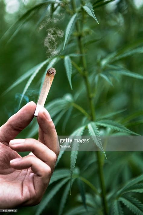 Marijuana Joint Against Cannabis Field High-Res Stock Photo - Getty Images