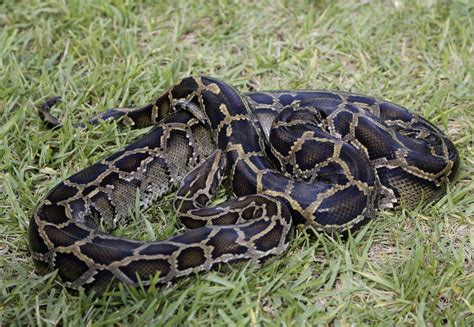 106 Burmese pythons captured in Florida hunt - CBS News