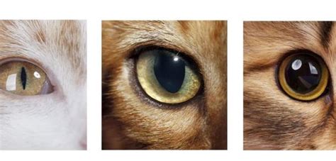 Why Does My Cat Have Dilated Pupils? - Causes and Treatment of Feline ...