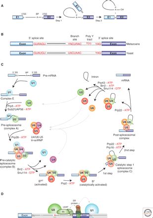 Spliceosome Structure and Function