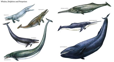 Whales, Dolphins, and Porpoises: Prehistoric Sealife