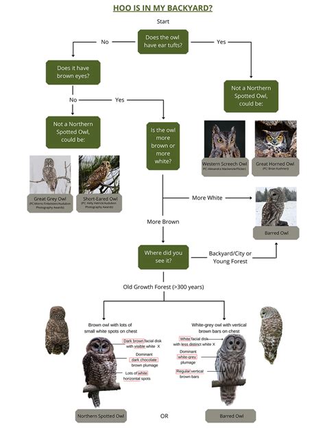 How to tell: Barred vs Spotted Owl | nsobreedingprogram