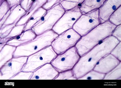 Onion Epidermal Cells Under Microscope