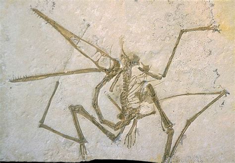 Pterosaur | Extinct Animals