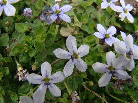 Leaves of Plants: Blue Star Creeper