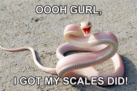 20 Weird Snake Memes | SayingImages.com