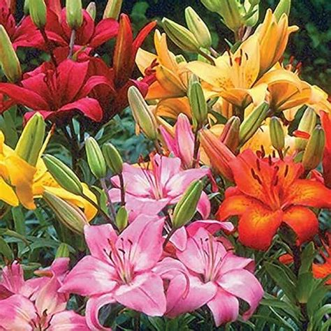 Asiatic Lily Bulbs at Rs 30/piece | Asiatic Lily Bulbs in New Delhi | ID: 27184924348