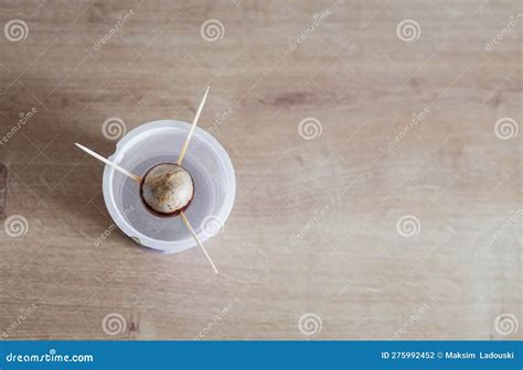 Avocado Seed Germination at Home Stock Photo - Image of sprout ...