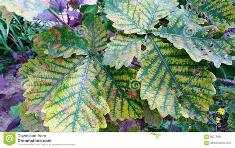 Oak leaves stock photo. Image of buds, nature, dark, flowerbed - 98073084