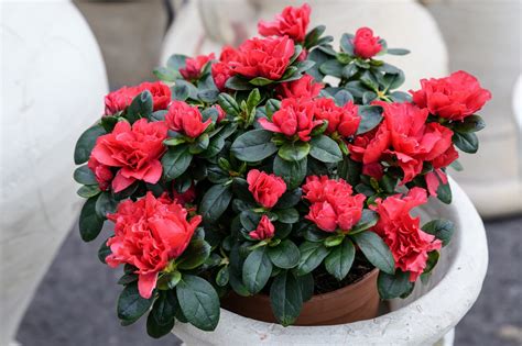 12 Evergreen Shrubs That Are Ideal For Pots | Horticulture.co.uk